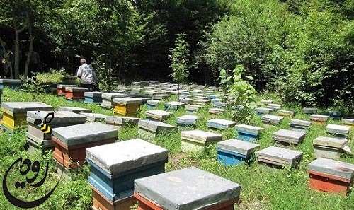 تولید عسل ایران