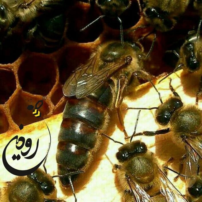 عکس ملکه کاسپین عکس ملکه کاسپین