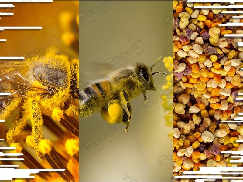 مصرف گرده گل زنبورعسل