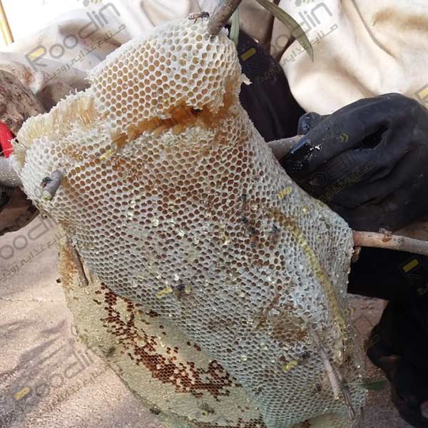استخراج عسل وحشی
